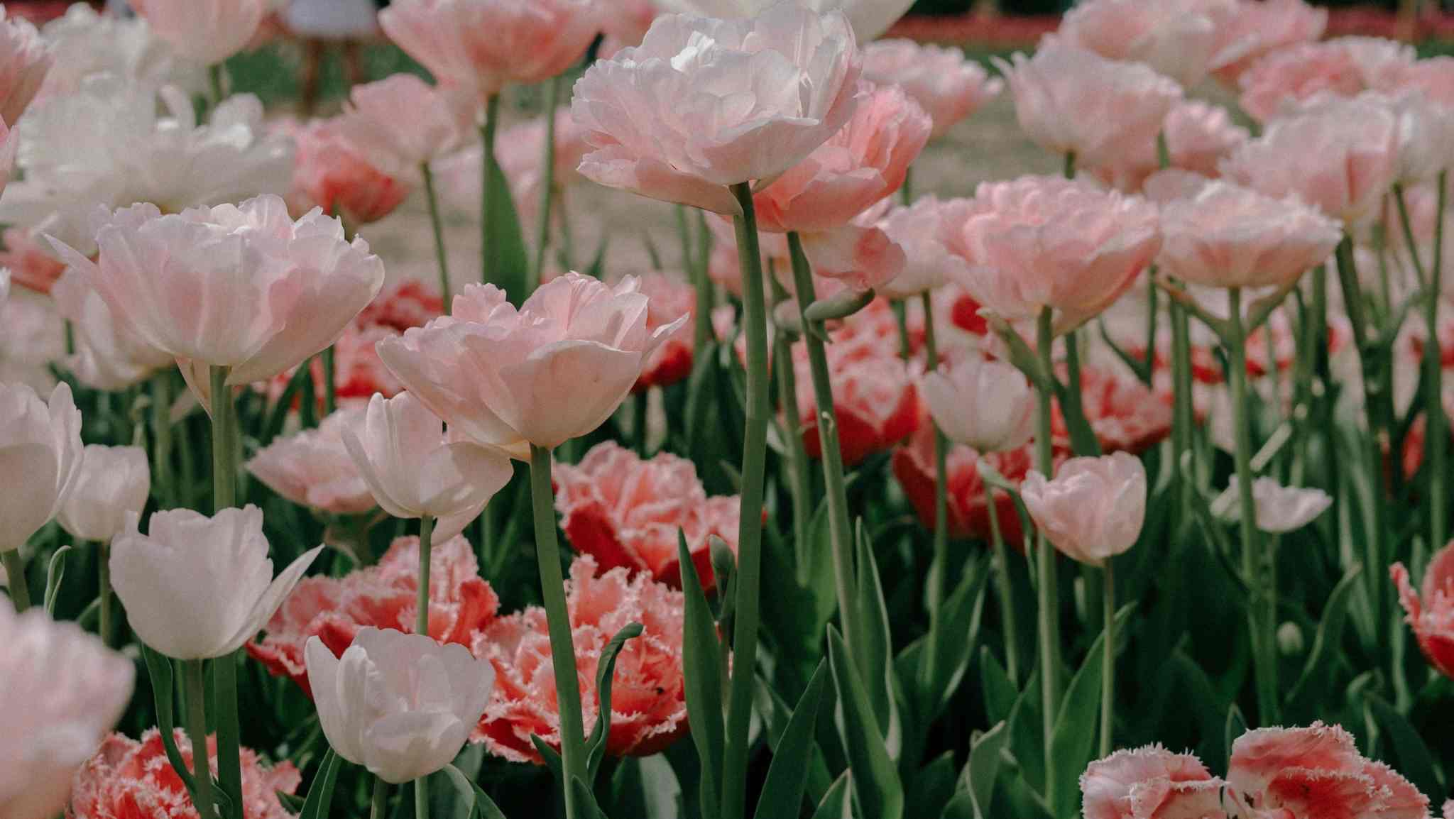how to grow and care for tulips