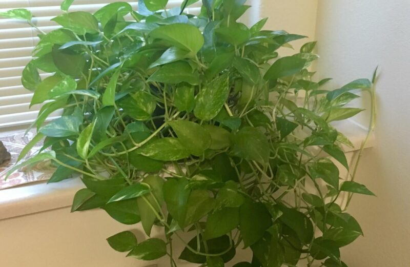 How to Grow Pothos Bushy and Long how to grow bushy pothos