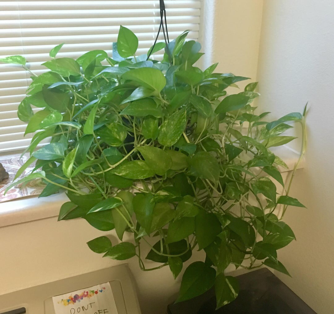 how to grow bushy pothos