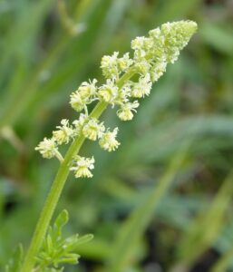 how to grow mignonette