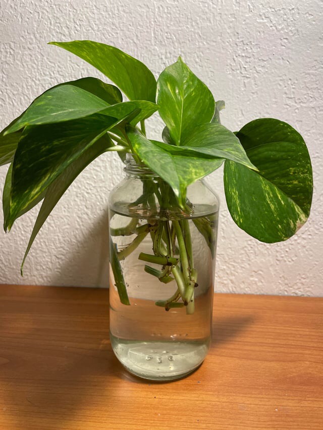 how to grow pothos in water