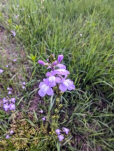 how to grow toadflax