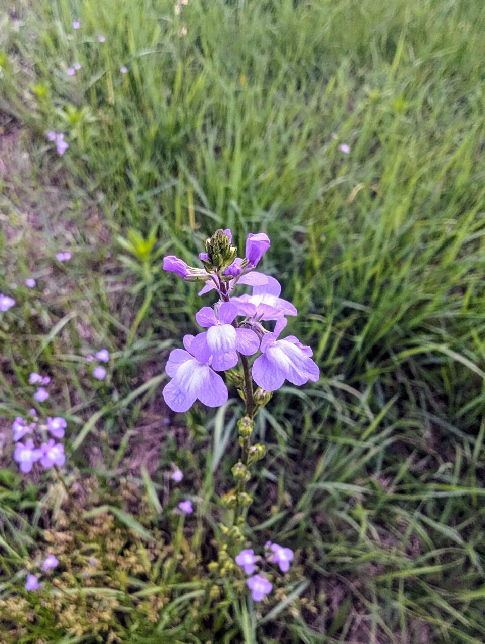 how to grow toadflax