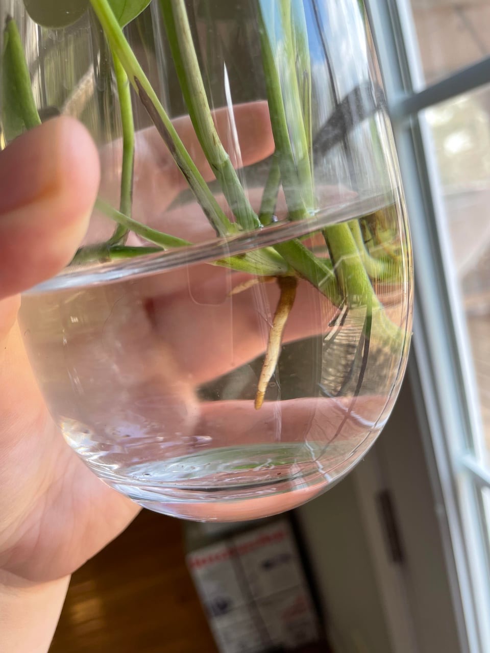 how to propagate pothos in water