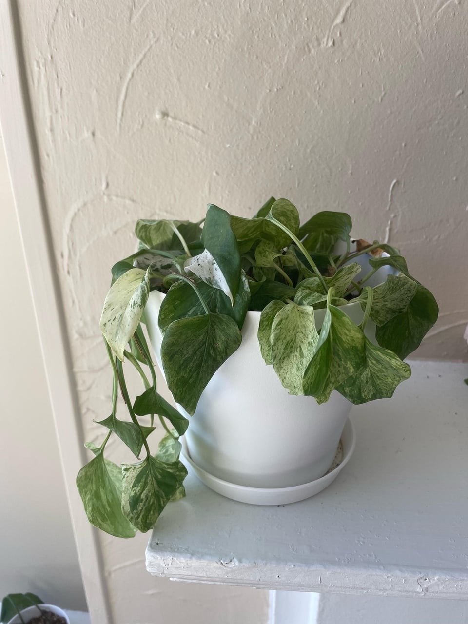 how to save dying pothos