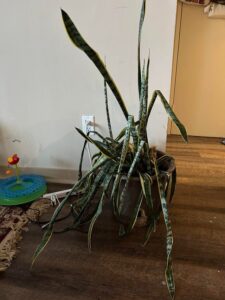 how to save a dying snake plant
