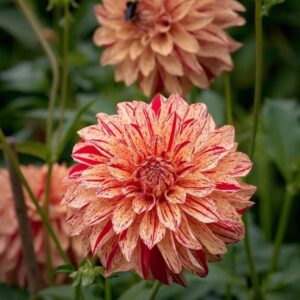large dahlia growing in a garden