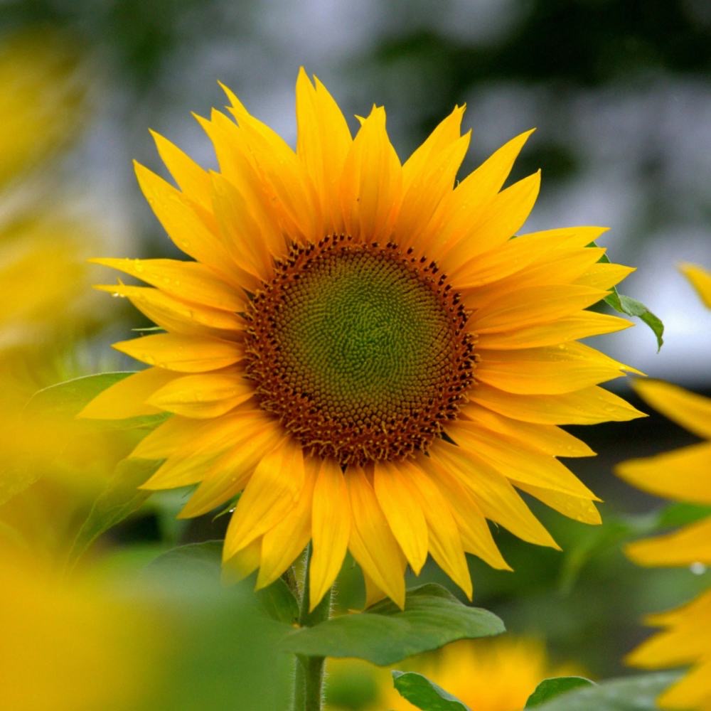 large sunflower head
