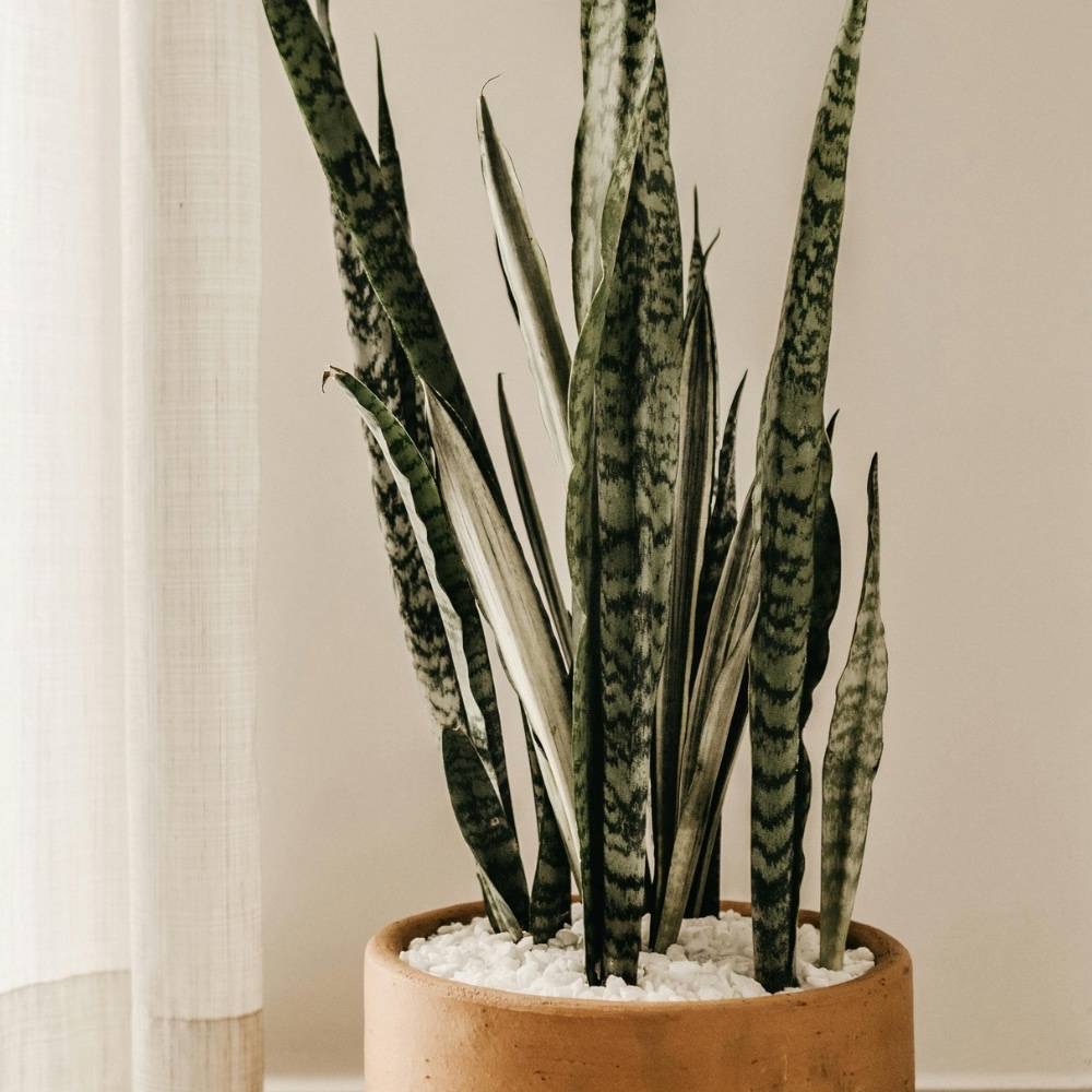 low maintenance houseplants