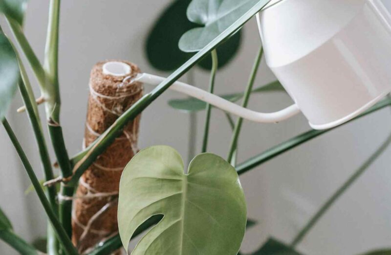 Monstera Watering Guide: When To, How To, and More monstera watering guide