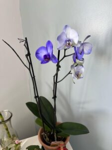 Orchid flowers falling off