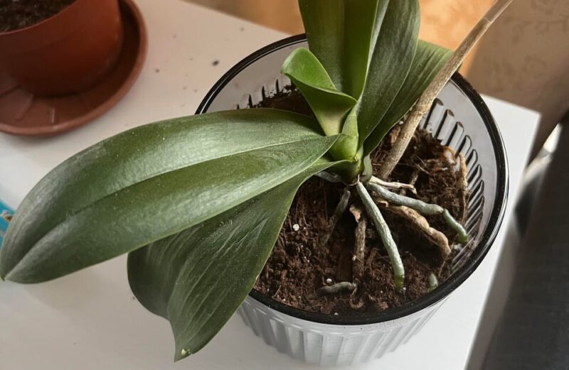 8 Reasons Why Your Orchid Won’t Bloom orchid won't flower