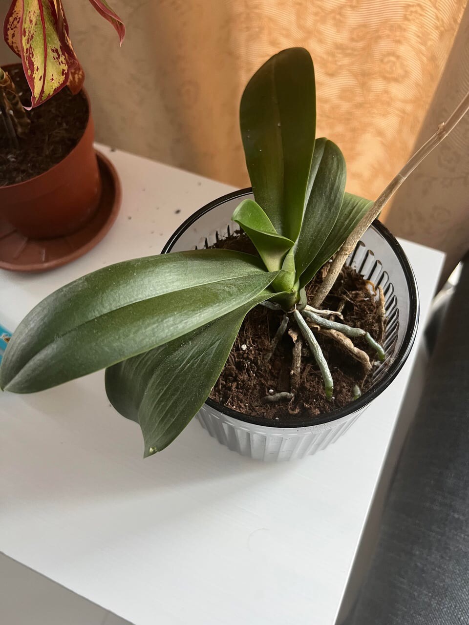 orchid won't flower