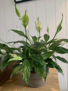 peace lily care guide