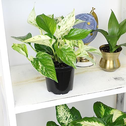 15 Best Plants for the Top of a Cabinet best plants for top of the cabinet