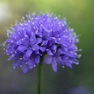 plants not to plant with alliums