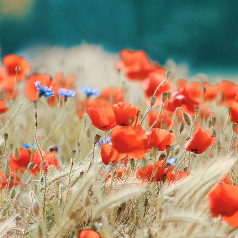 plants not to plant with alstroemeria