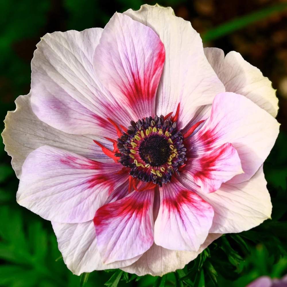 plants not to plant with anemone