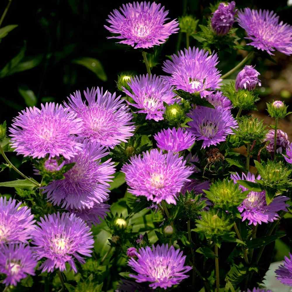plants not to plant with aster