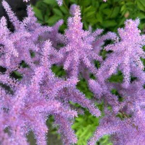 plants not to plant with astilbe