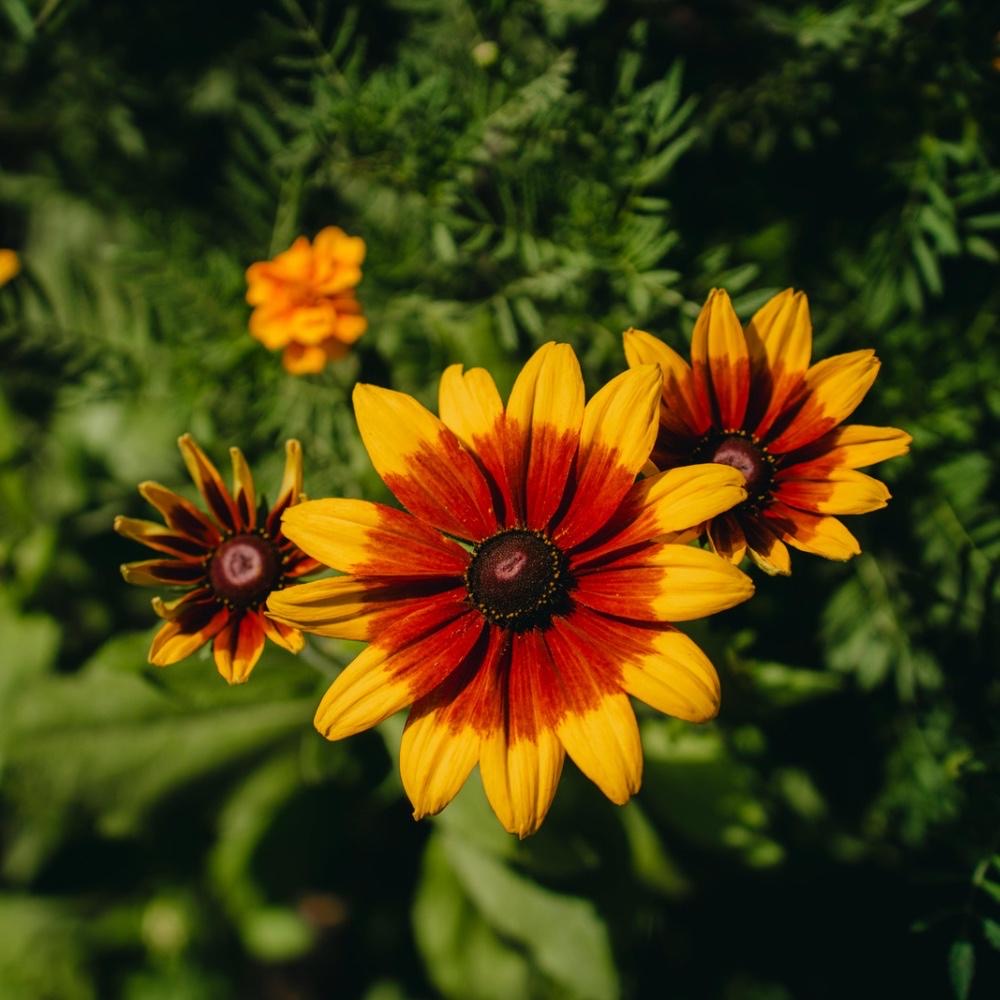 plants not to plant with black eyed susan