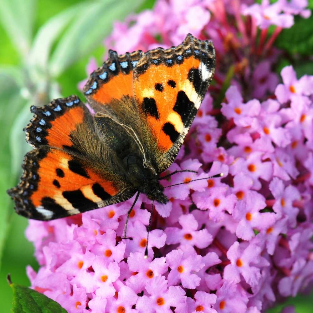 plants not to plant with buddleia