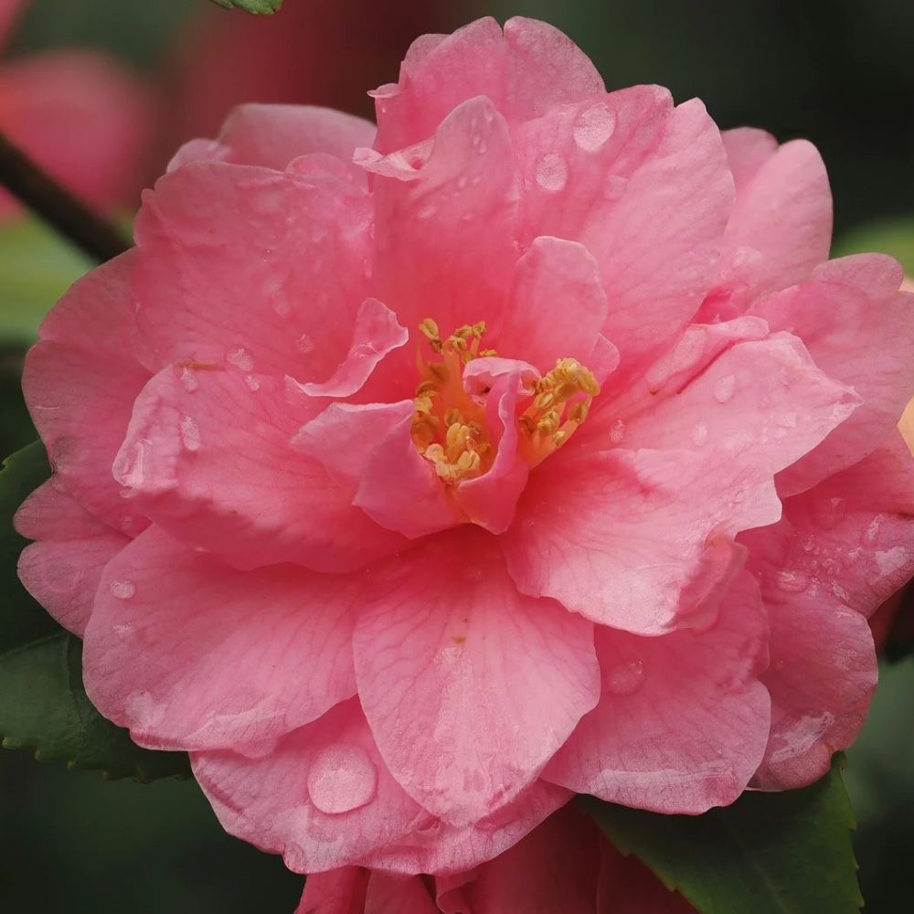 plants not to plant with camelia