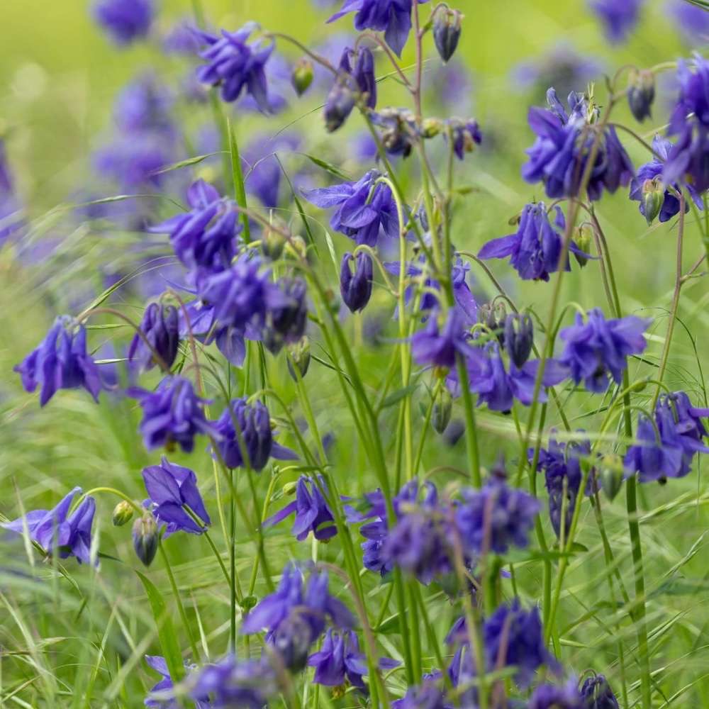 plants not to plant with campanula