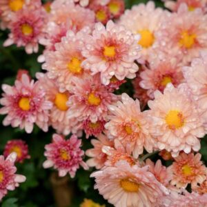 plants not to plant with chrysanthemums