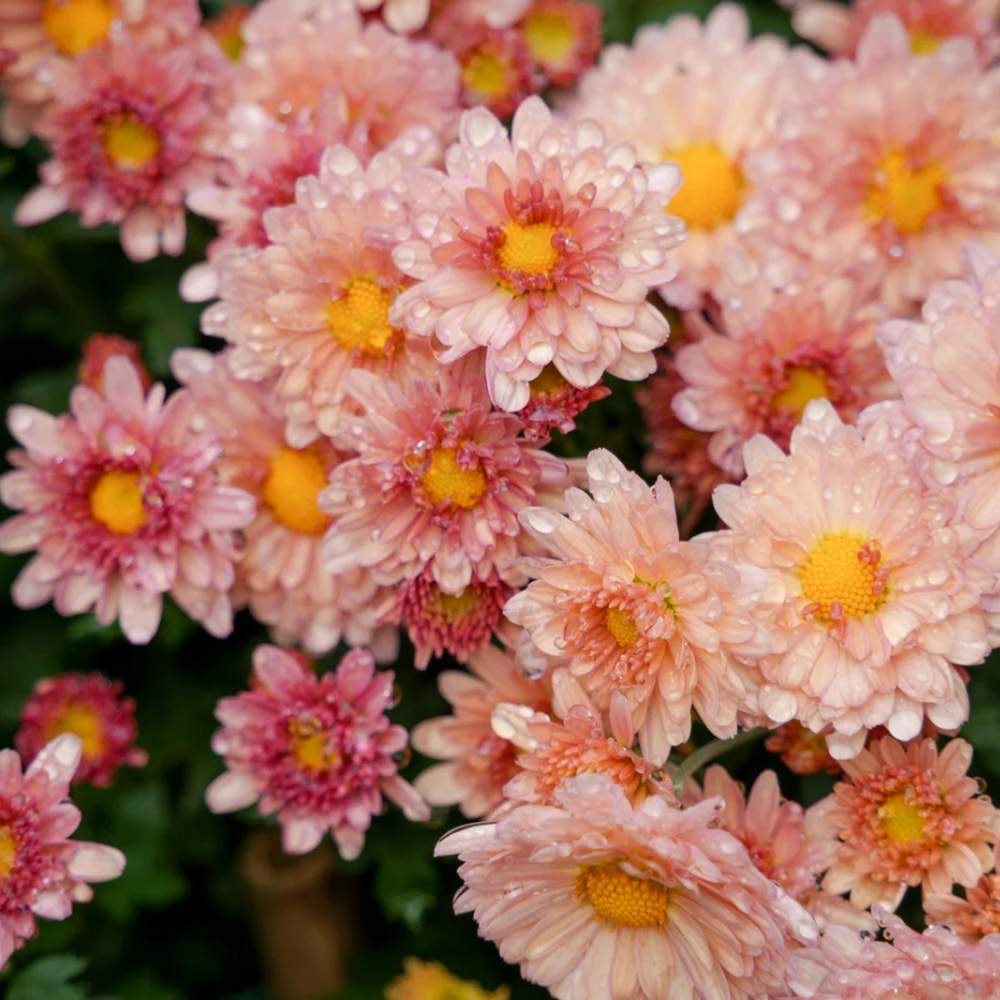 plants not to plant with chrysanthemums