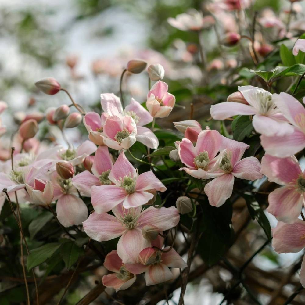 plants not to plant with clematis