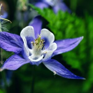 plants not to plant with columbine