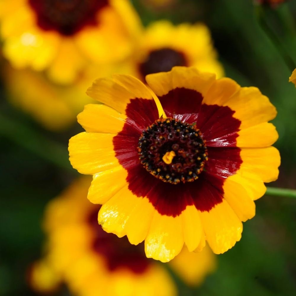 plants not to plant with coreopsis