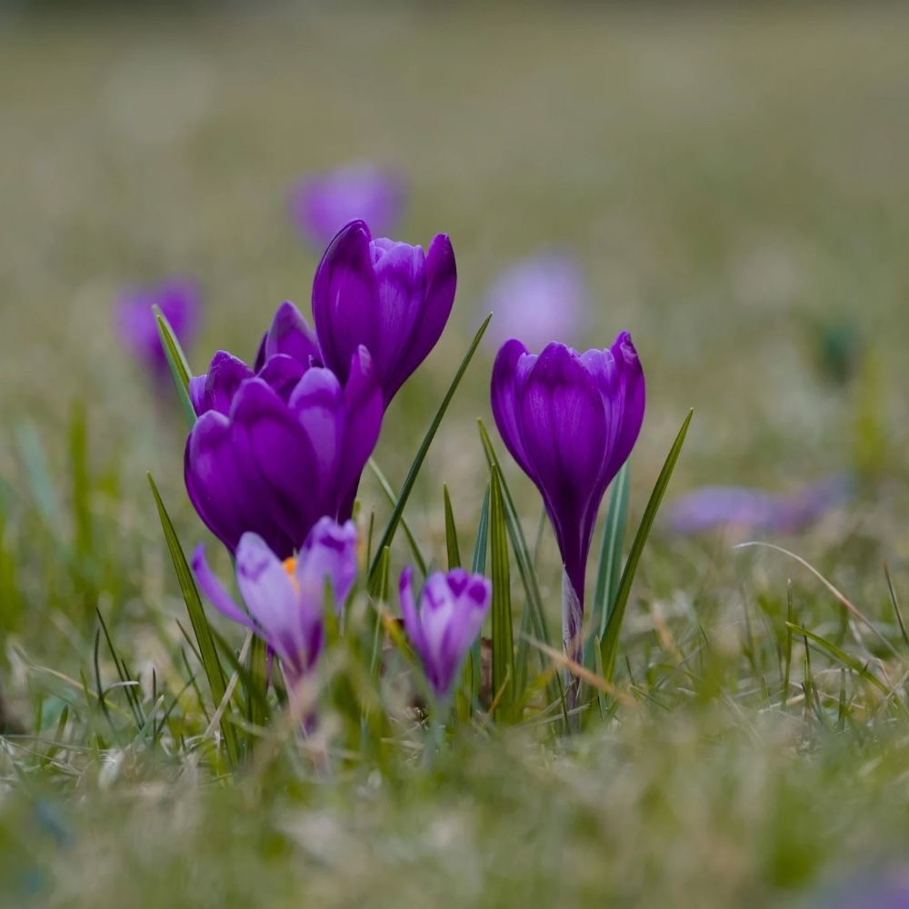 plants not to plant with crocus