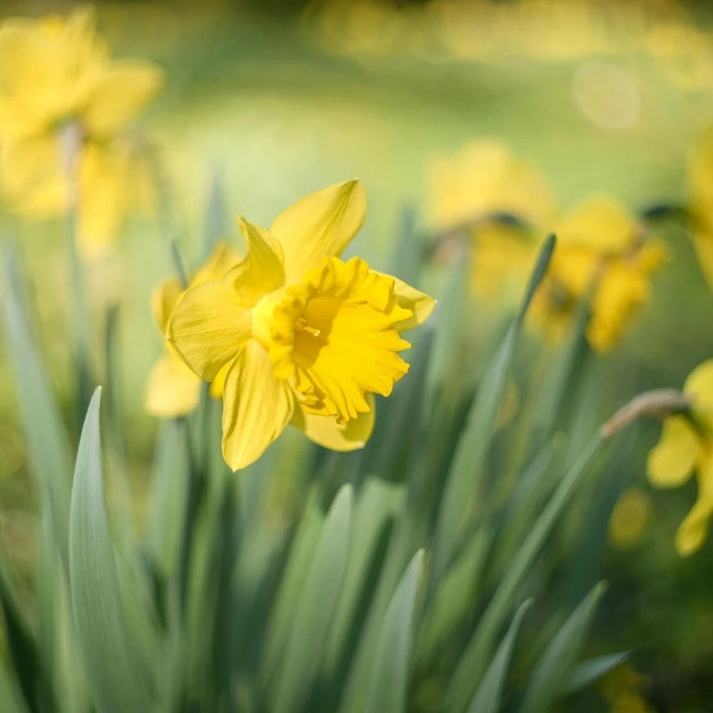 plants not to plant with daffodils