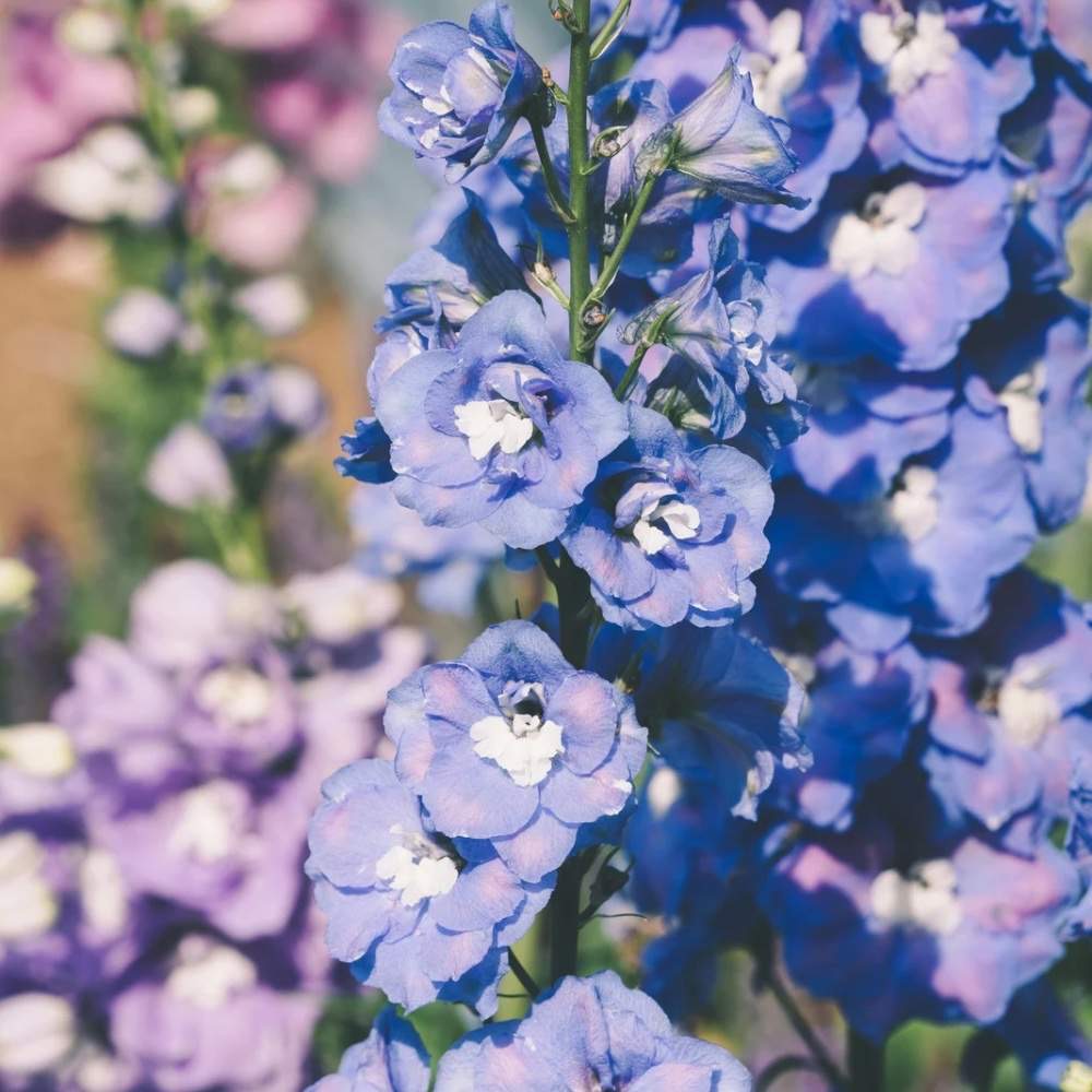 plants not to plant with delphiniums