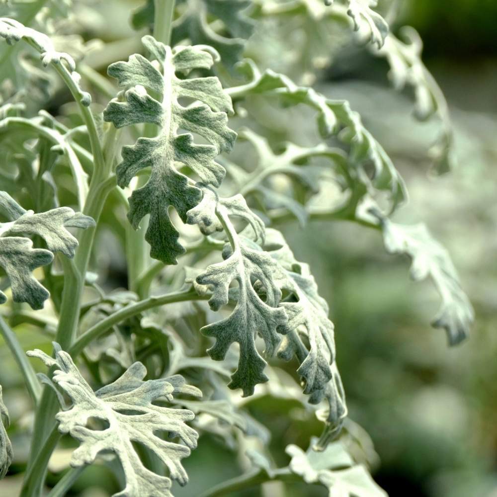 plants not to plant with dusty miller