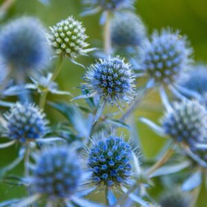 plants not to plant with eryngium
