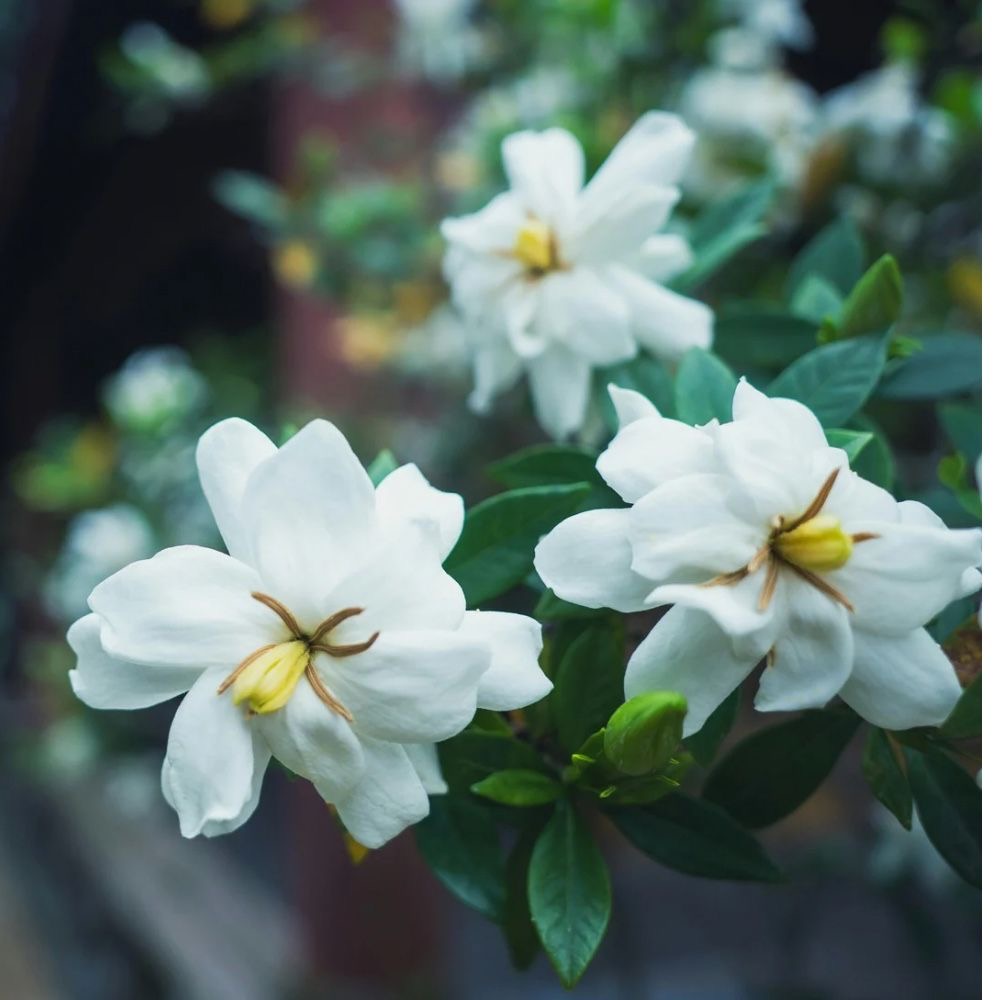 plants not to plant with gardenia