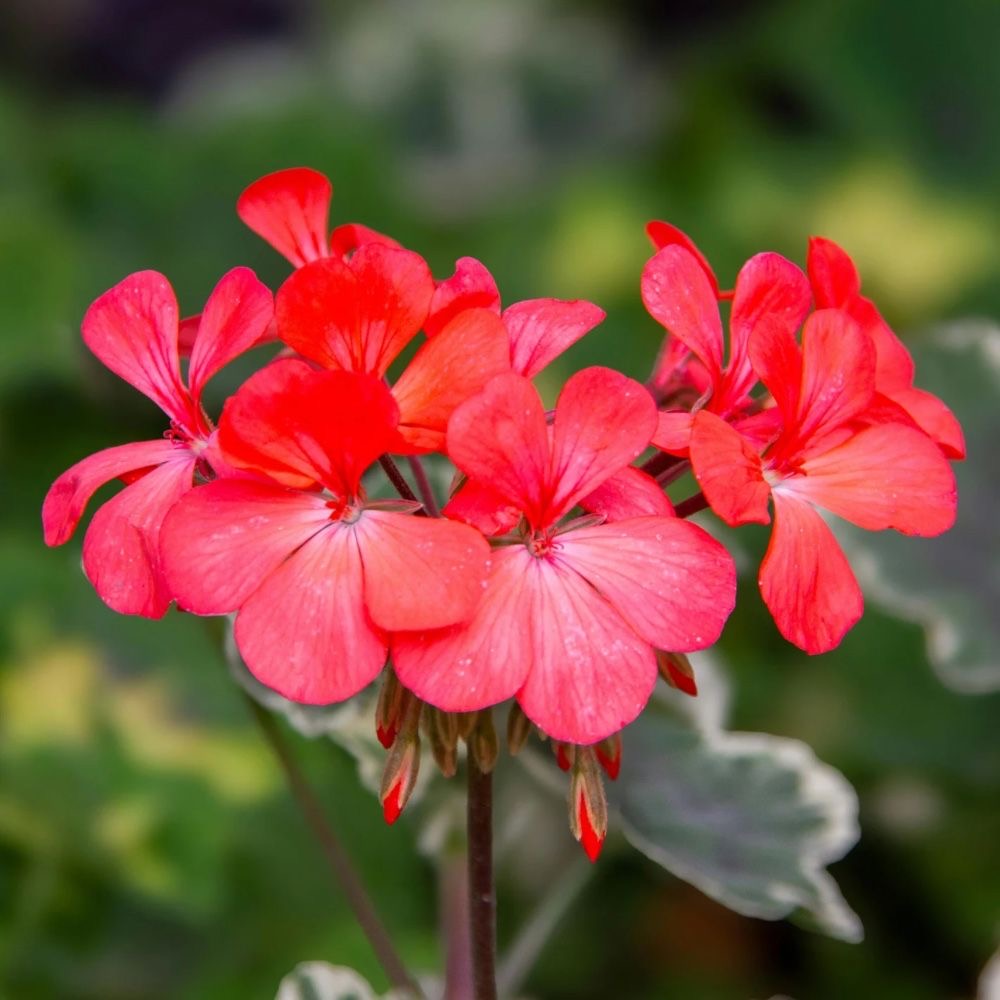 plants not to plant with geraniums