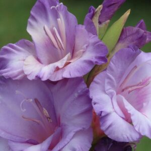plants not to plant with gladiolus