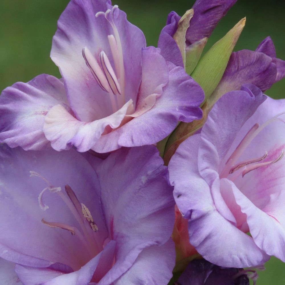 plants not to plant with gladiolus