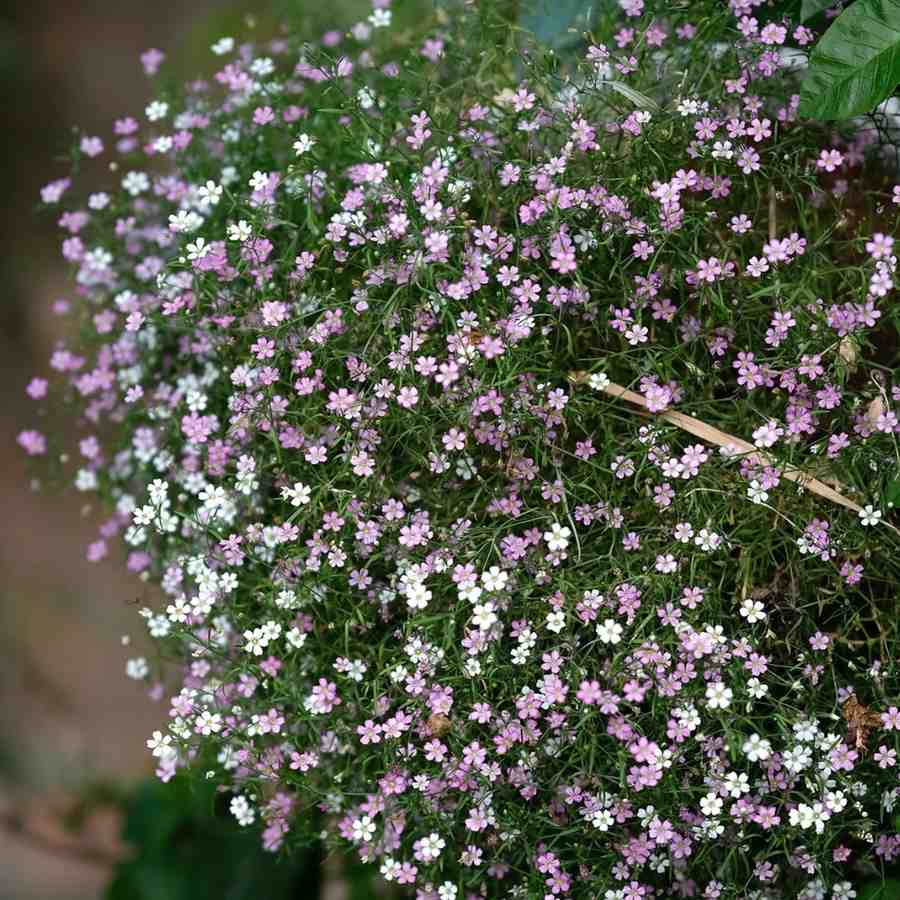 plants not to plant with gypsophila