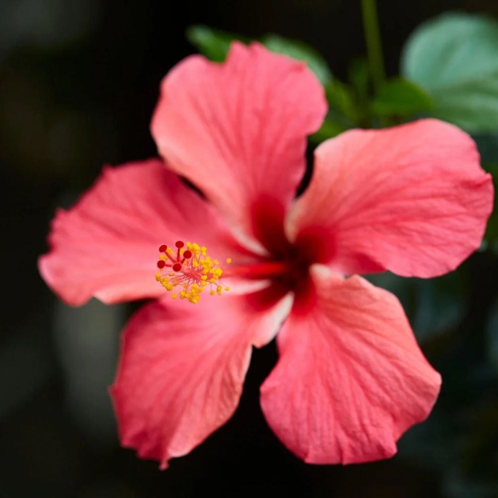 plants not to plant with hibiscus