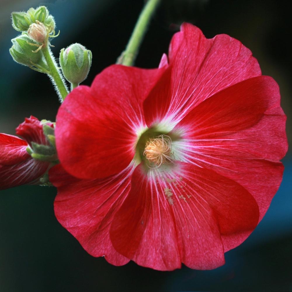 plants not to plant with hollyhock