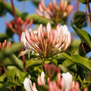 plants not to plant with honeysuckle