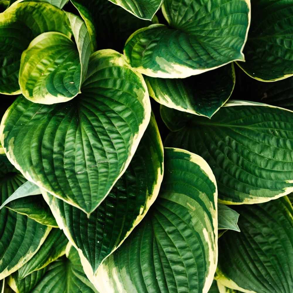 plants not to plant with hostas
