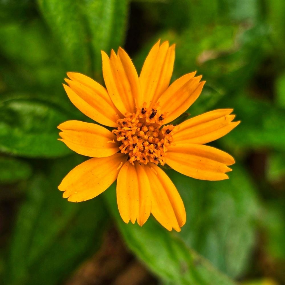 plants not to plant with hypericum