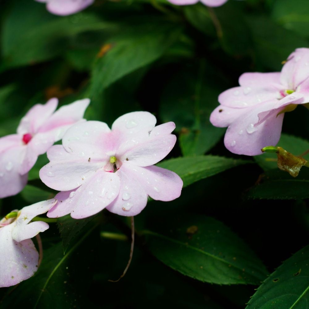 plants not to plant with impatiens