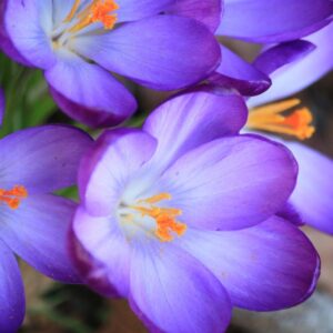 plants not to plant with irises